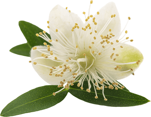 Lemon myrtle flower